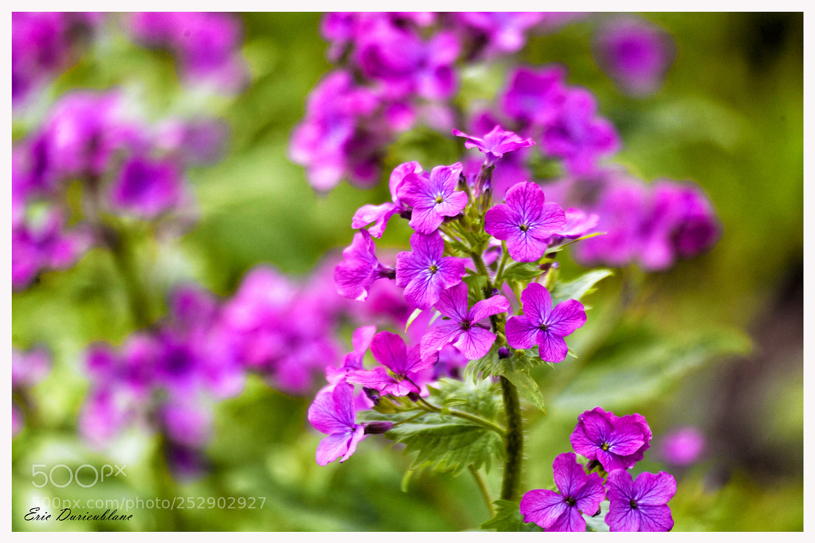 Canon EOS-1D Mark II sample photo. Untitled photography
