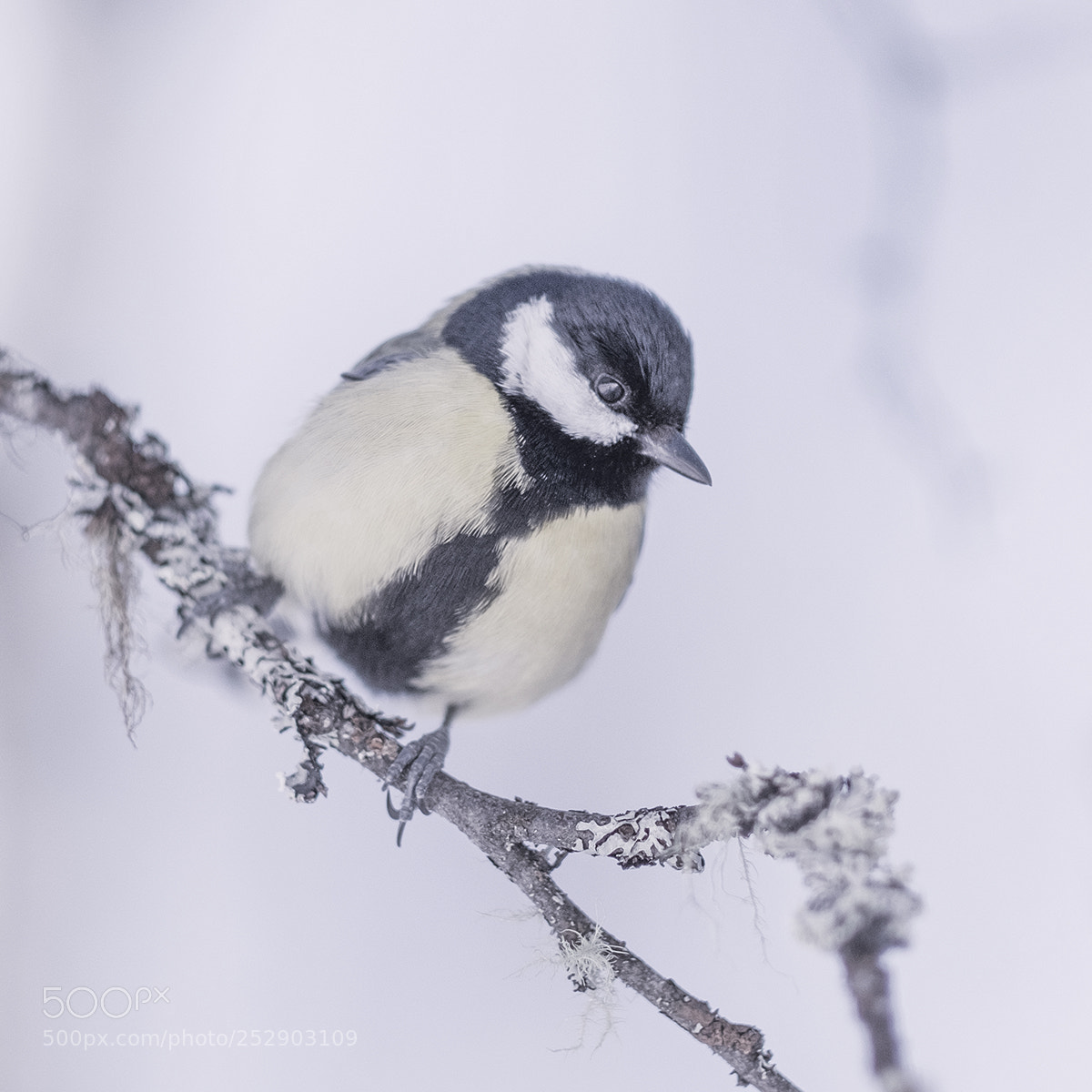 Fujifilm X-T2 sample photo. Little bird photography