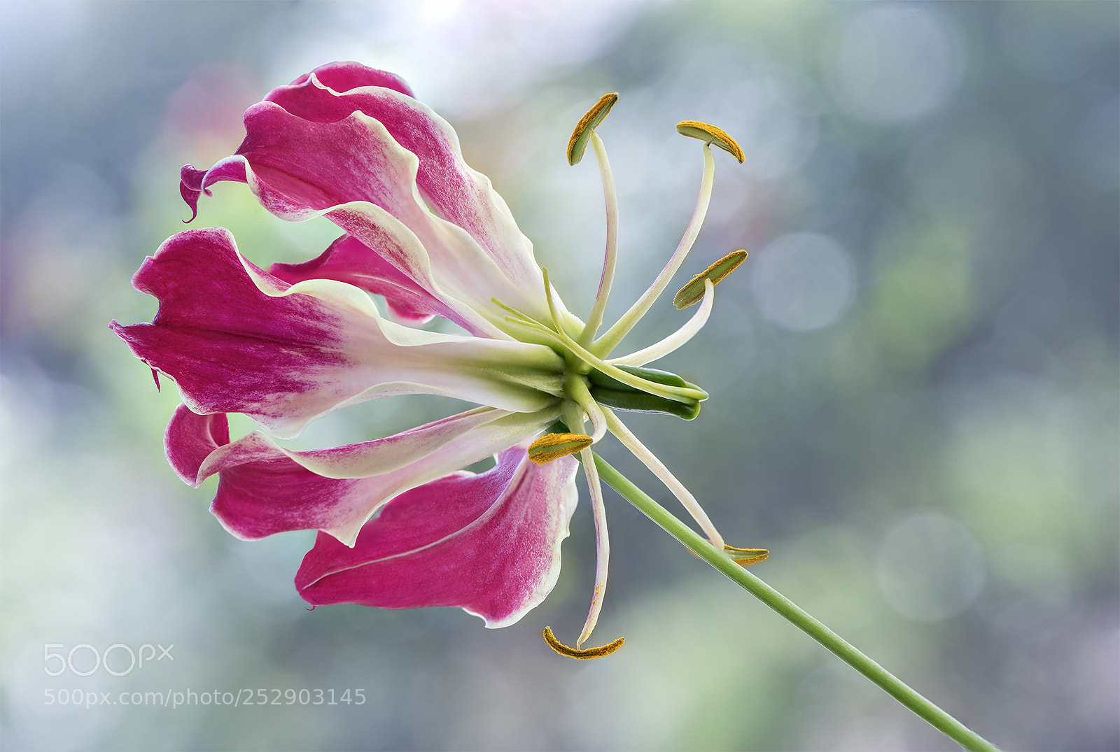 Nikon D810 sample photo. Glorious beauty photography