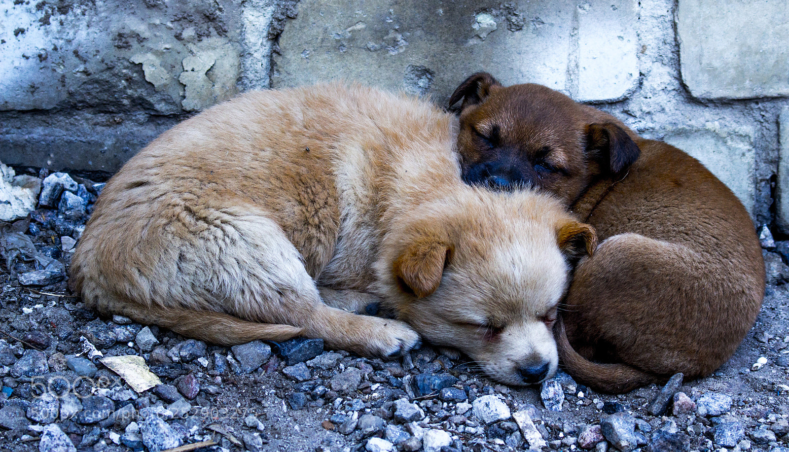 Canon EOS 700D (EOS Rebel T5i / EOS Kiss X7i) sample photo. Dogs photography