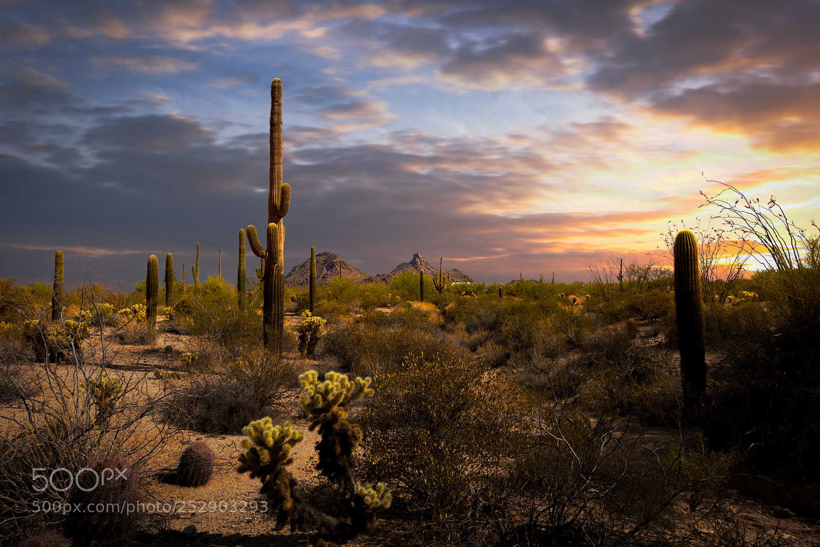 Nikon D810 sample photo. Arizona desert sunset photography