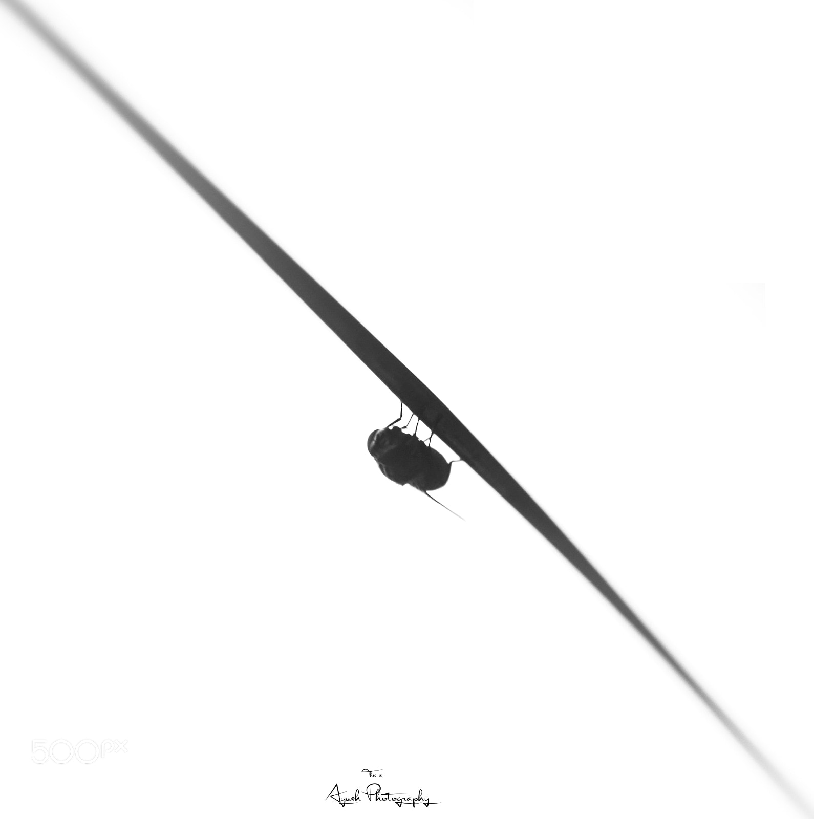 Nikon D5100 sample photo. Fly ! photography