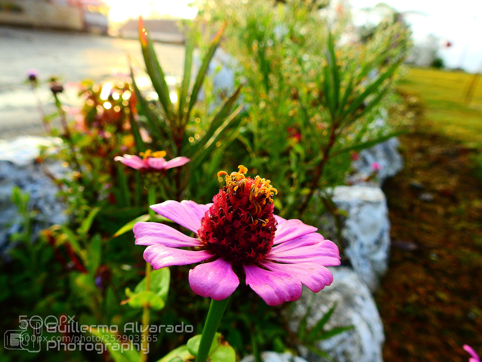 Nikon Coolpix P900 sample photo. Morning flower photography