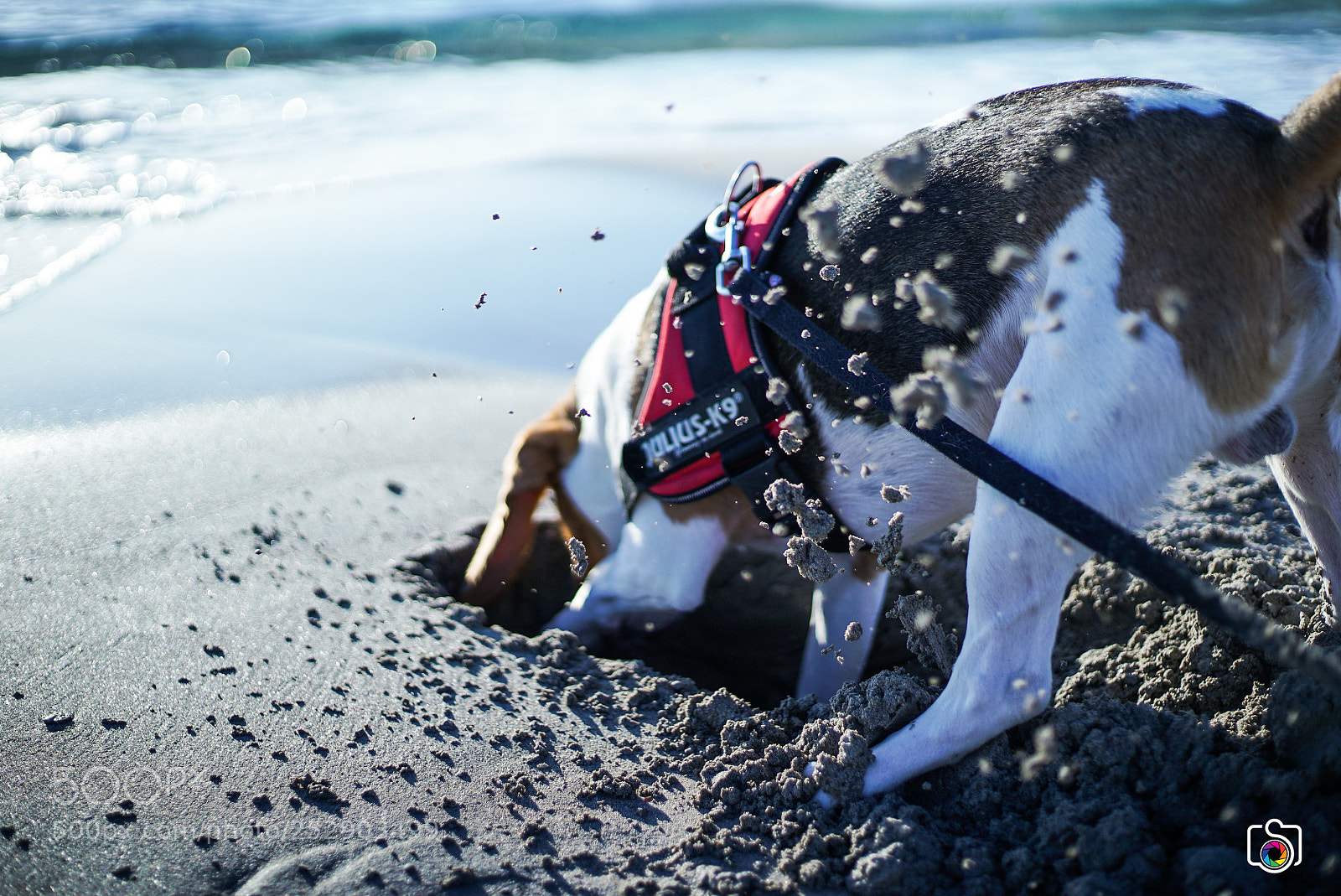 Sony a7S II sample photo. Dsc photography