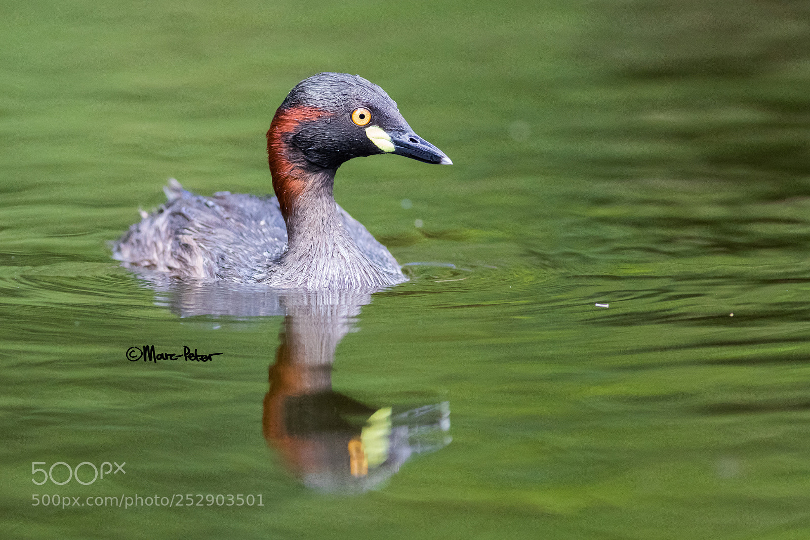 Canon EOS 5D Mark IV sample photo. Little australasian photography