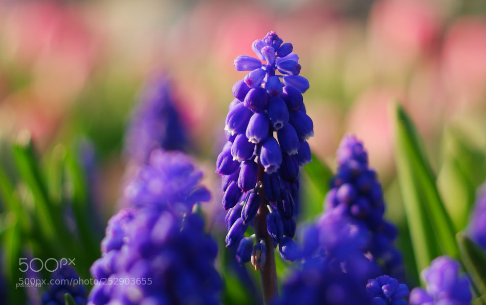 Samsung NX1 sample photo. Kybele photography