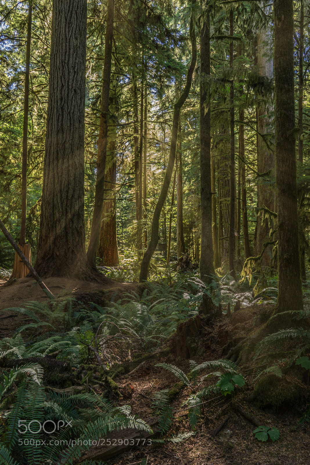Sony a7R sample photo. Rare and endangered photography