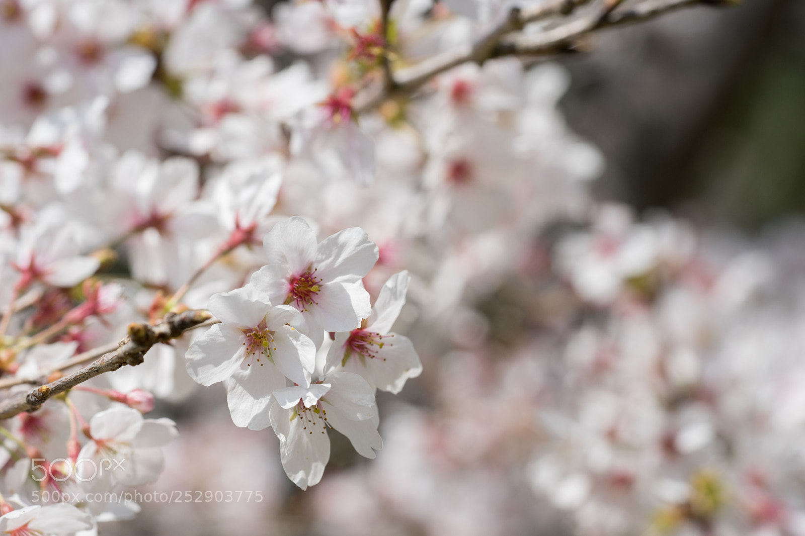 Sony a7 II sample photo. Cherry blossoms photography