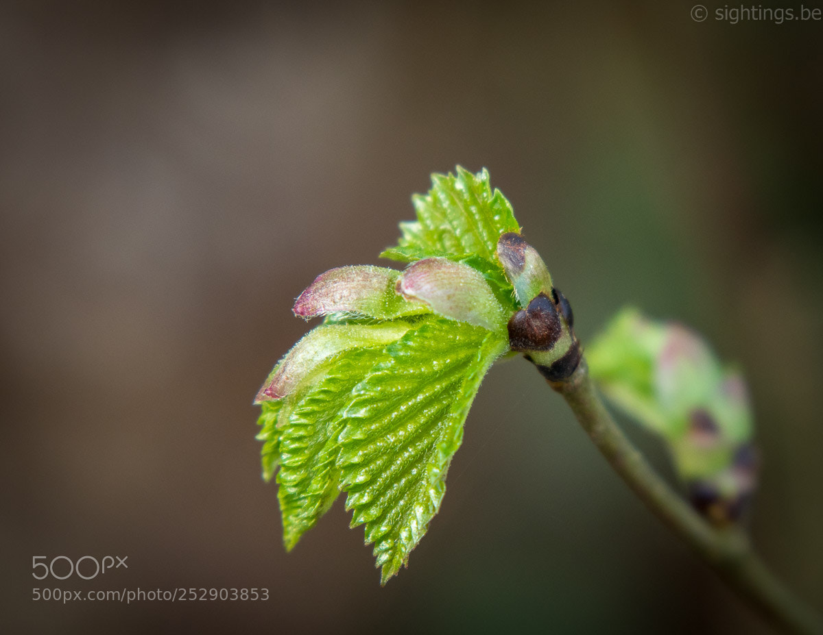 Canon EOS M5 sample photo. Spring is in the photography