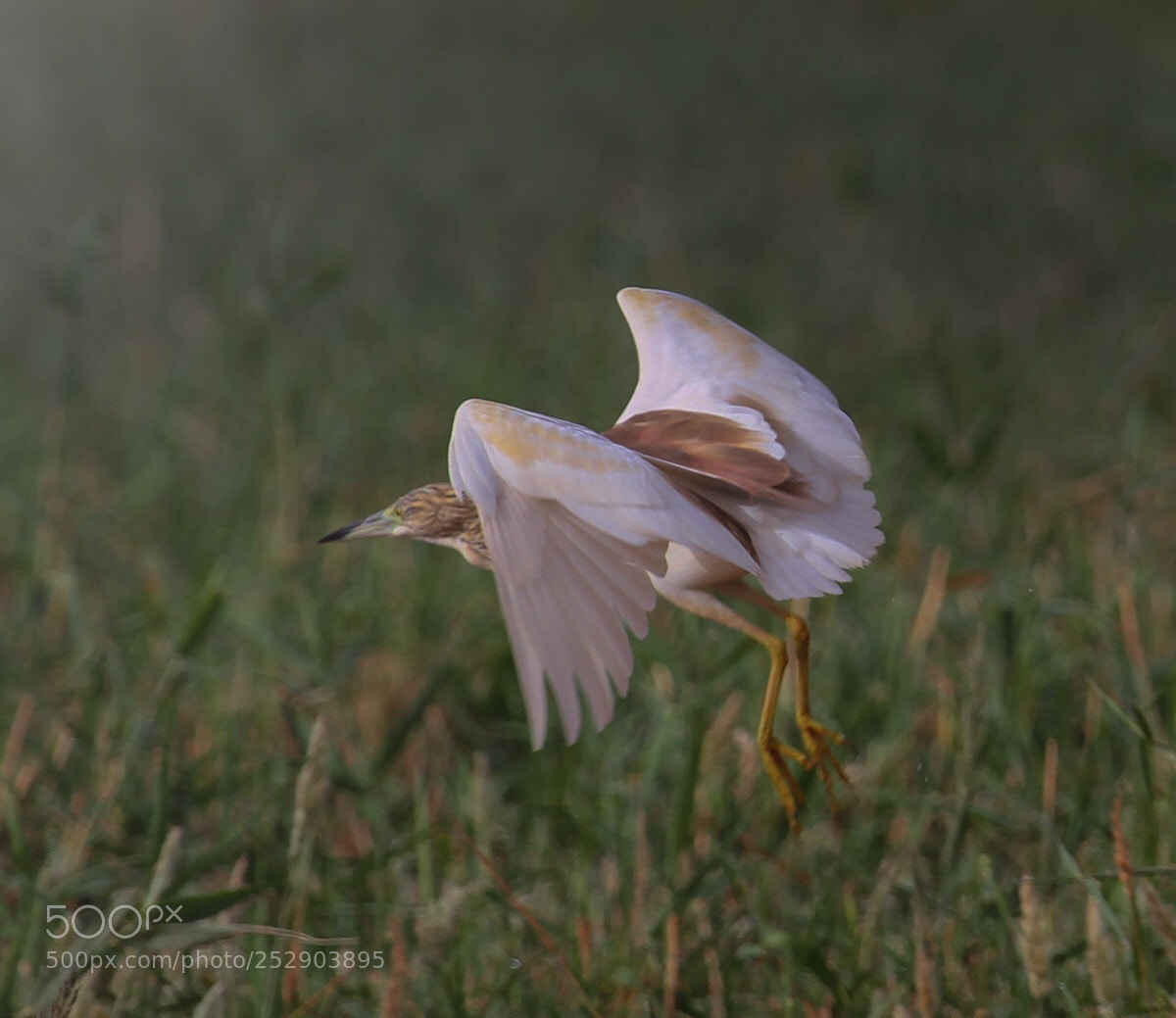 Canon EOS 7D sample photo. Untitled photography