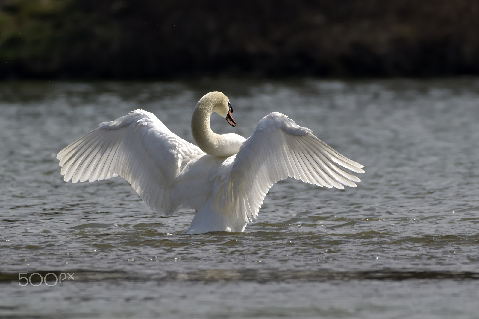 Nikon AF-S Nikkor 200-500mm F5.6E ED VR sample photo. Swan (cygnus olor) photography