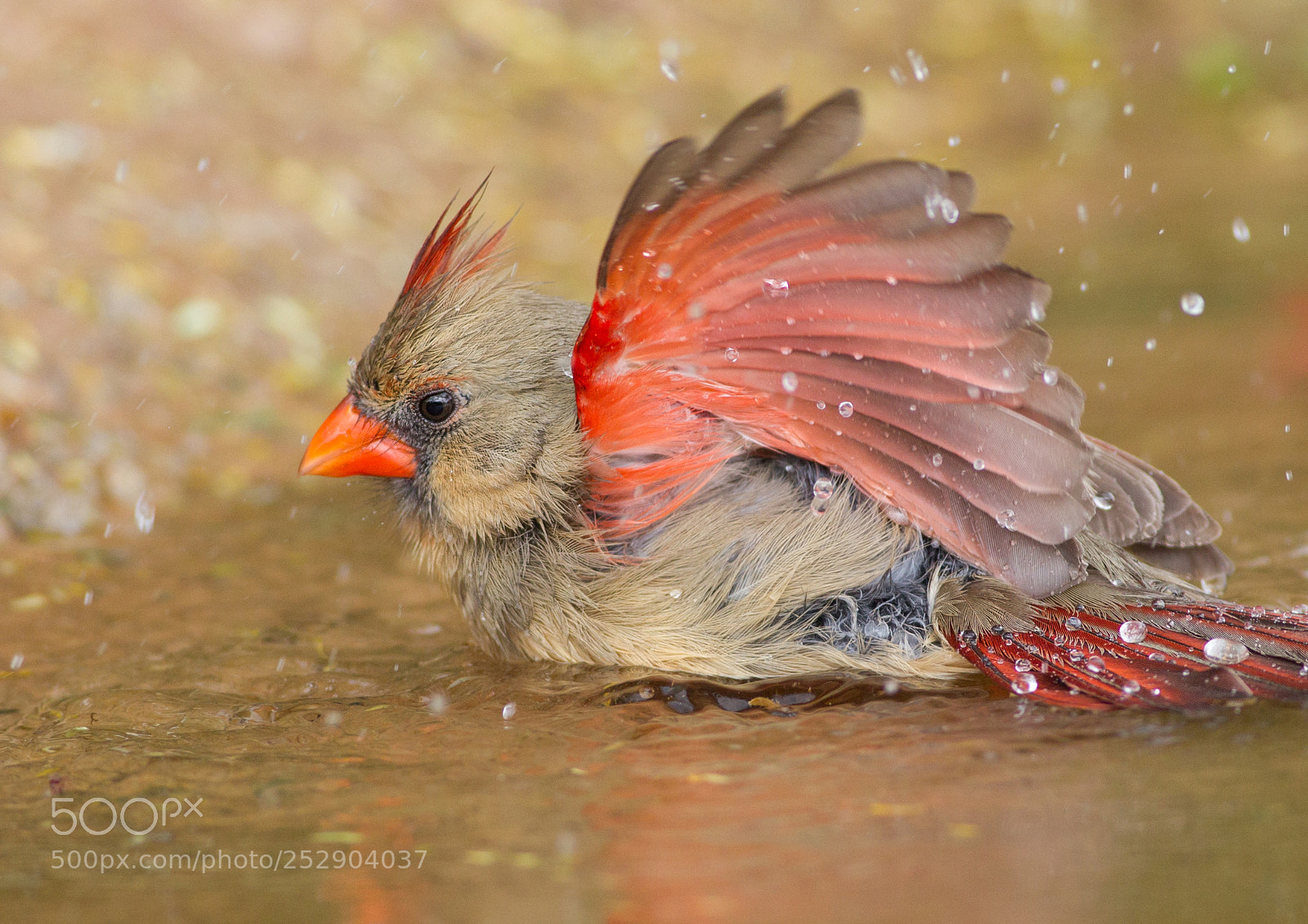 Canon EOS-1D Mark IV sample photo. Northern cardinal photography