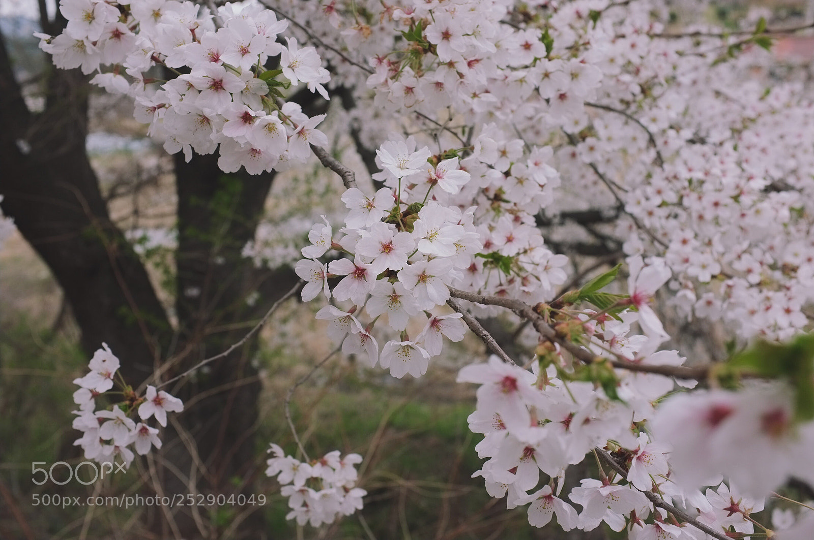 Fujifilm FinePix X100 sample photo. Cherry blossom in korea photography