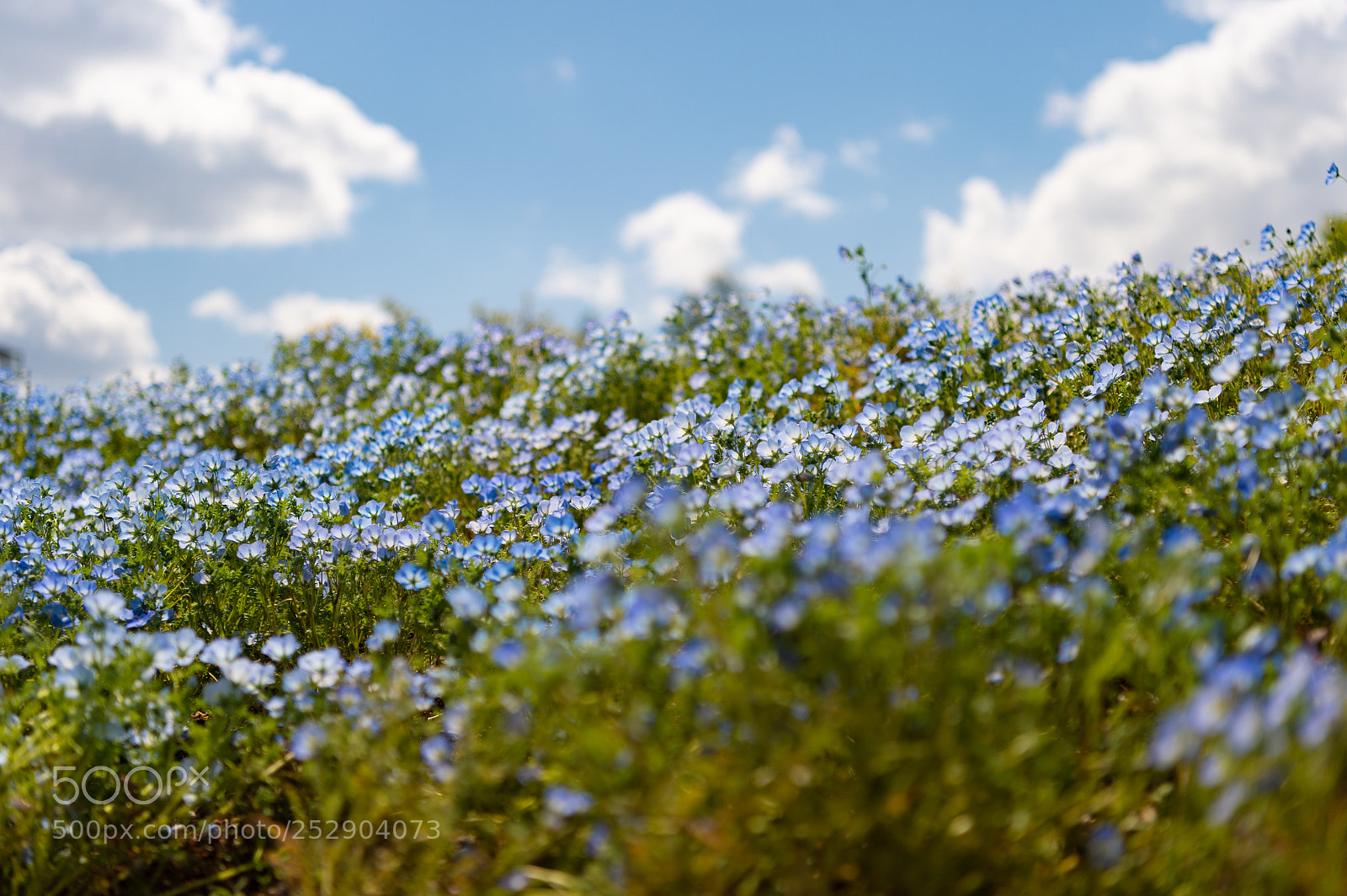 Nikon Df sample photo. ネモフィラと青空と photography