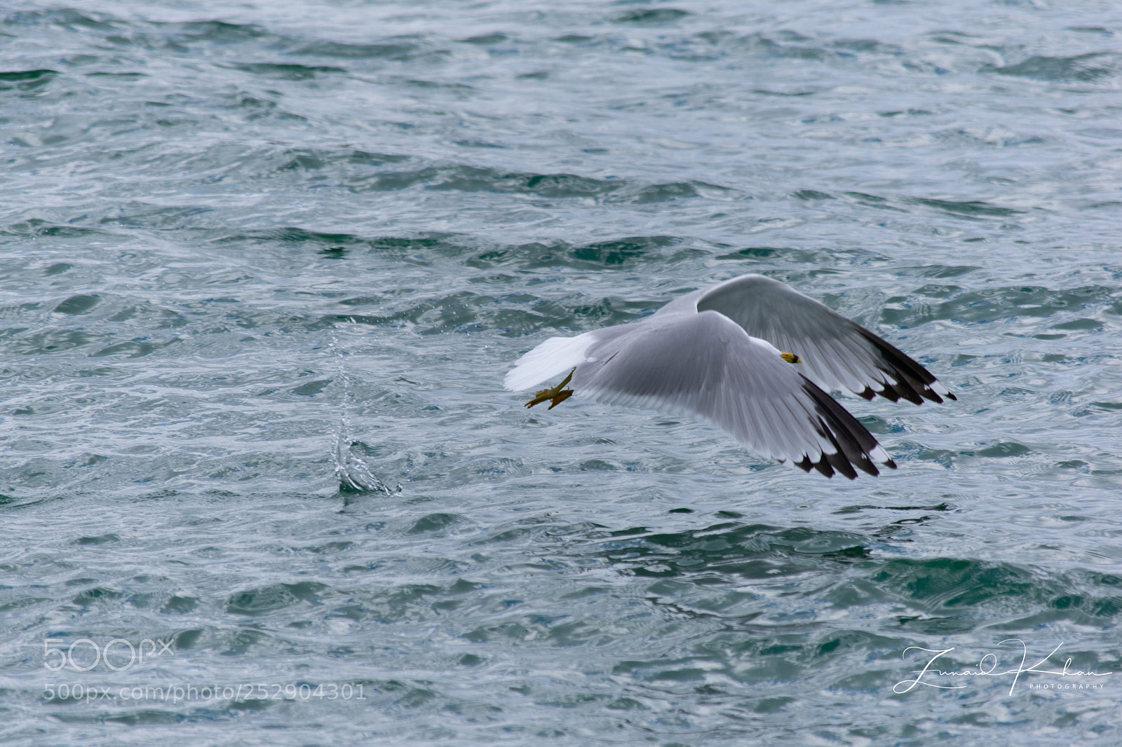 Nikon D3400 sample photo. Gull takeoff  photography