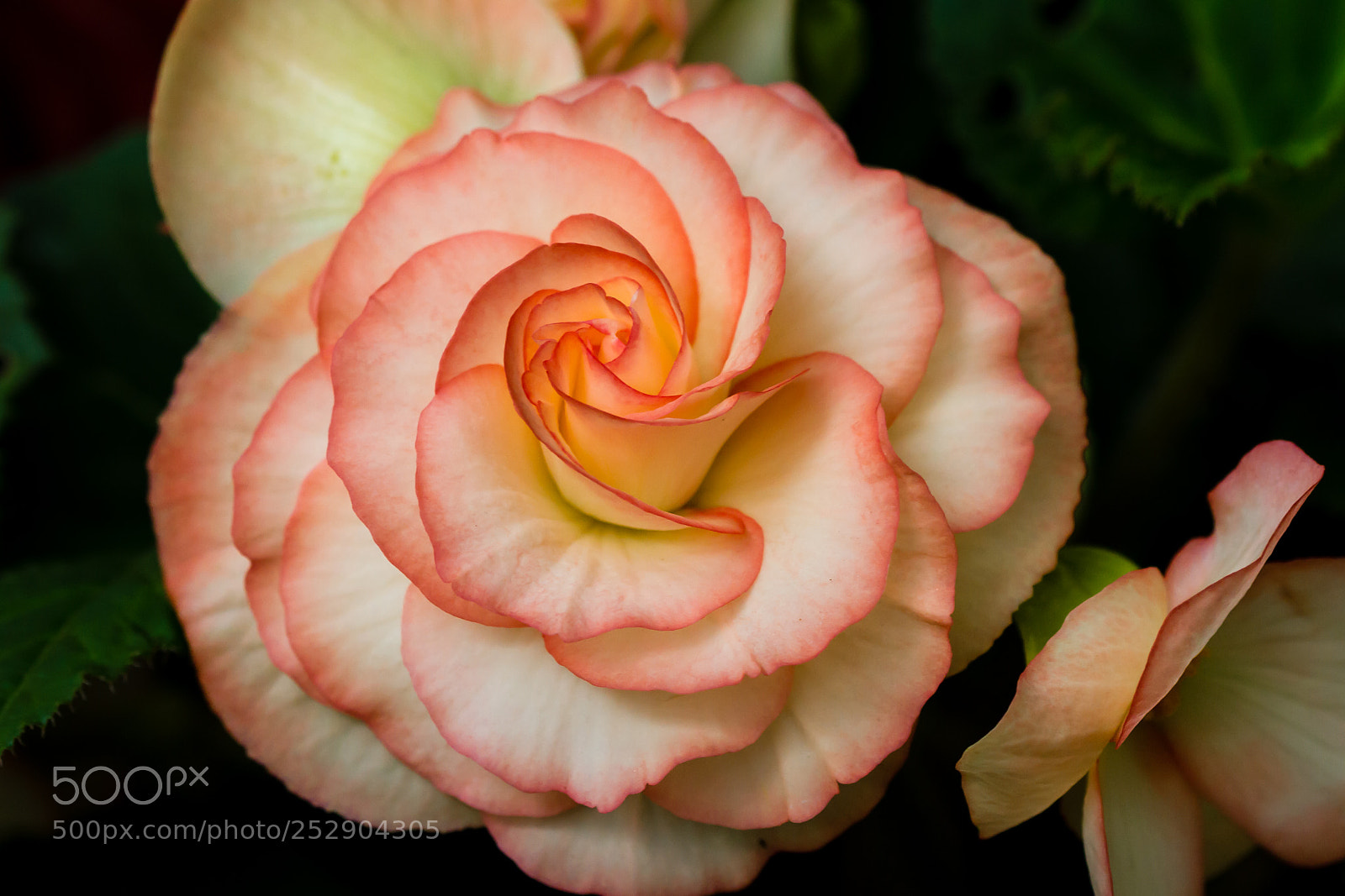 Canon EOS 7D sample photo. The begonia garden photography