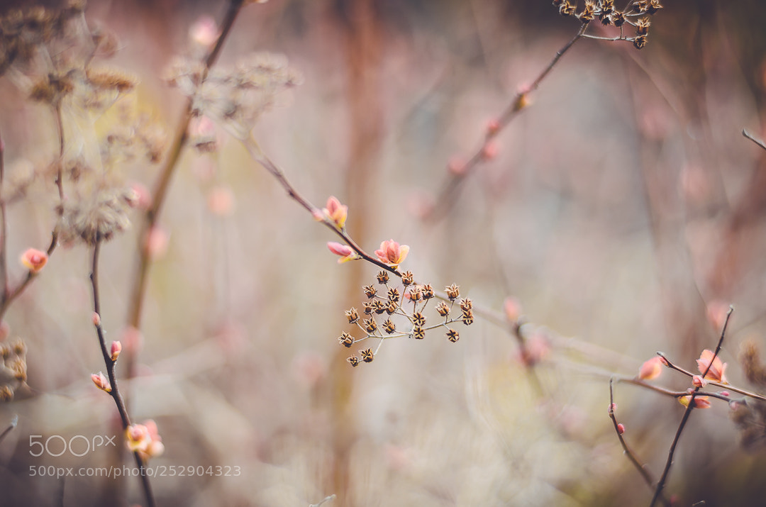 Nikon D5100 sample photo. Spring_2 photography
