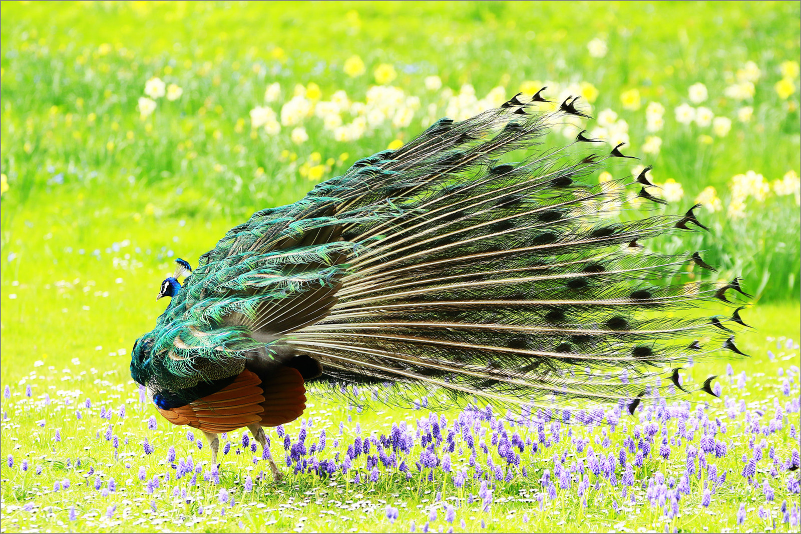 Canon EOS 7D Mark II sample photo. Aux couleurs du printemps photography