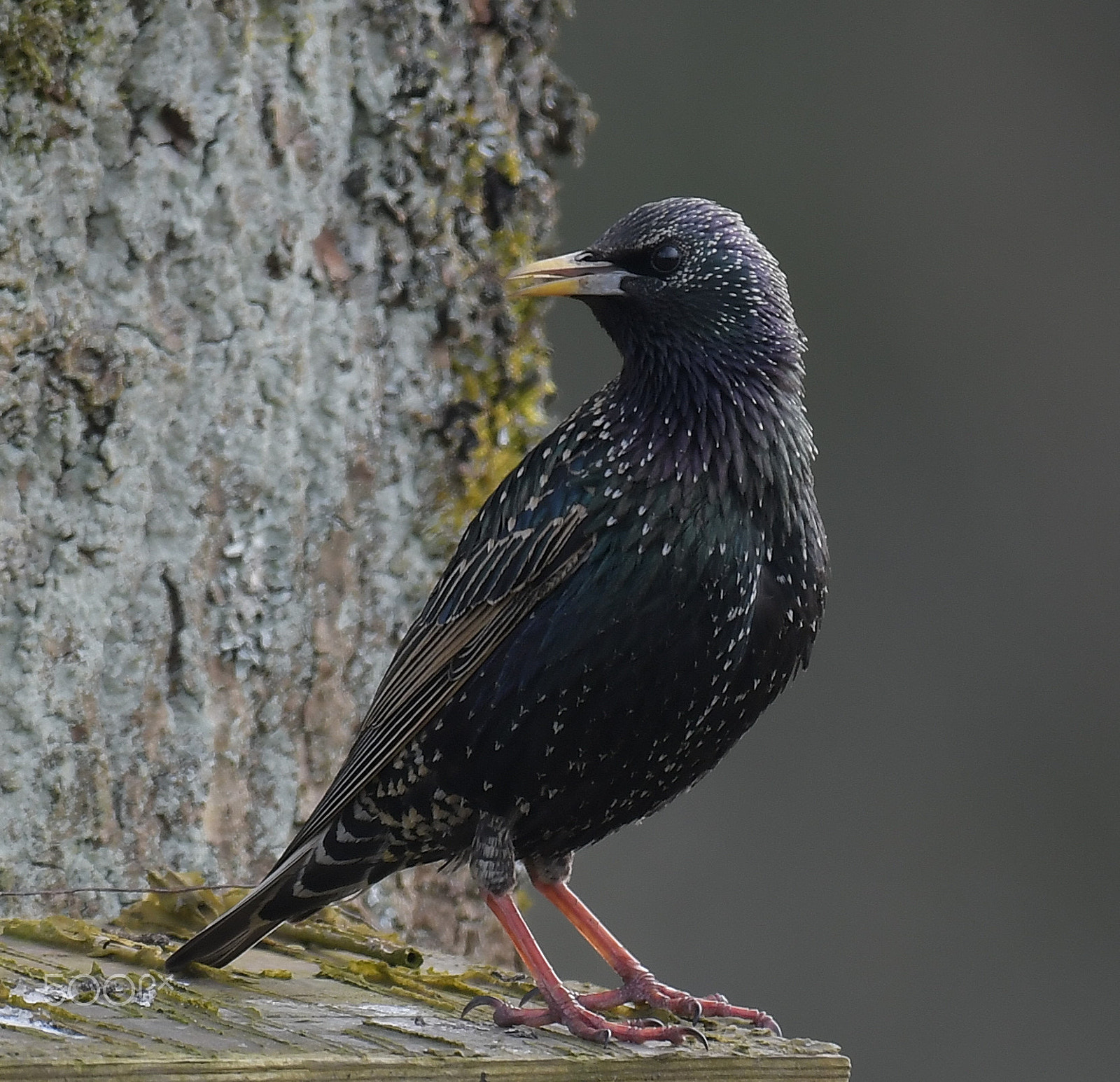 Nikon AF-S Nikkor 200-500mm F5.6E ED VR sample photo. Starling photography