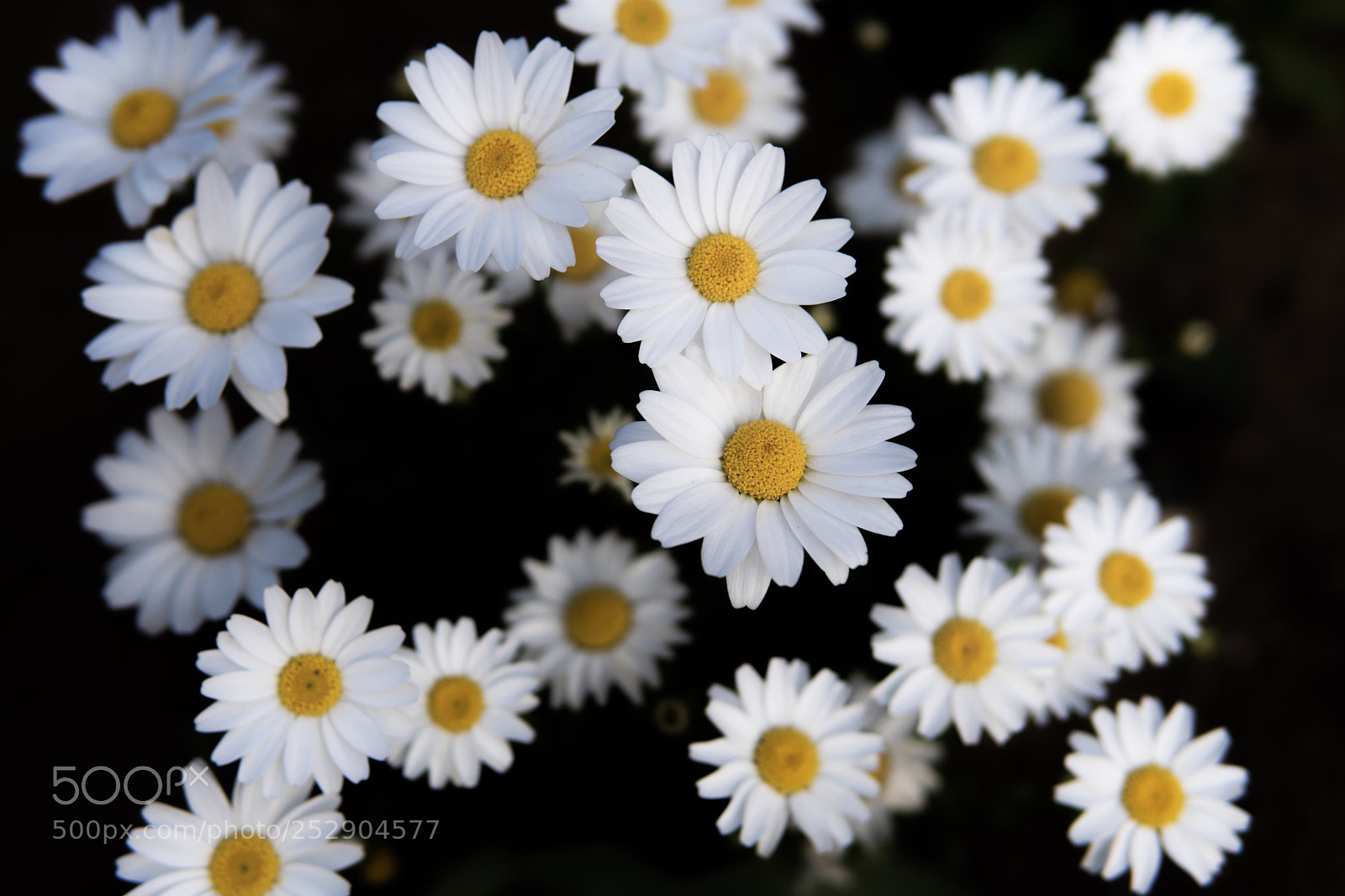 Sony a6500 sample photo. Marguerite photography