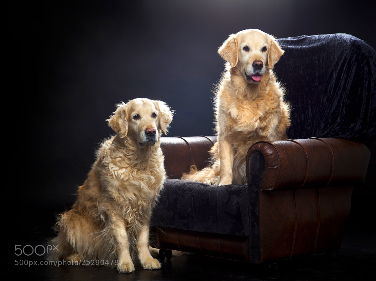 Canon EOS 5D Mark II sample photo. Dogs photography
