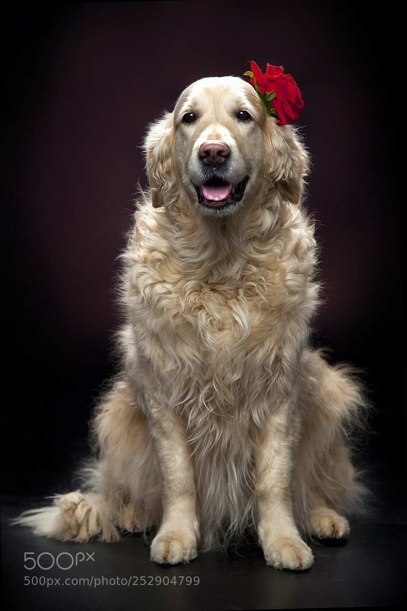 Canon EOS 5D Mark II sample photo. Dogs photography