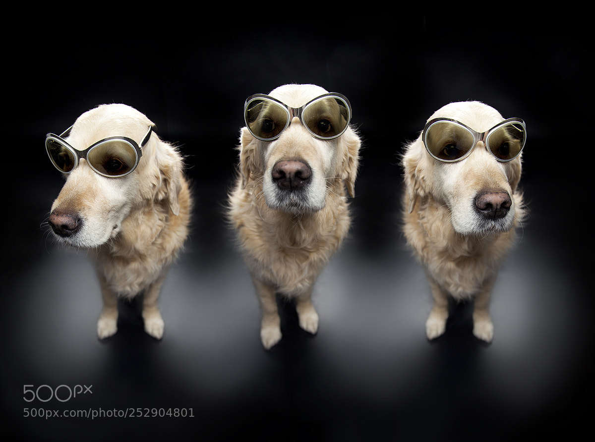 Canon EOS 5D Mark II sample photo. Dogs photography