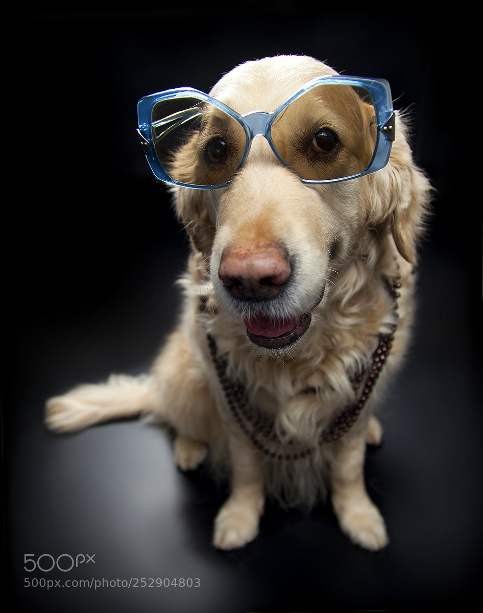 Canon EOS 5D Mark II sample photo. Dogs photography