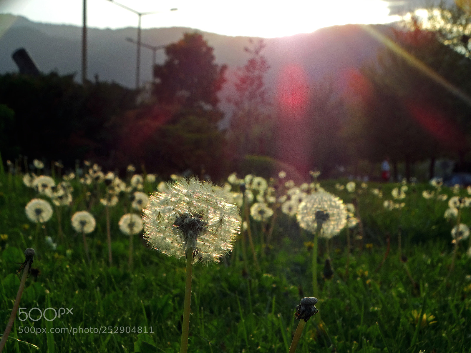 Sony Cyber-shot DSC-HX300 sample photo. Dandelion photography