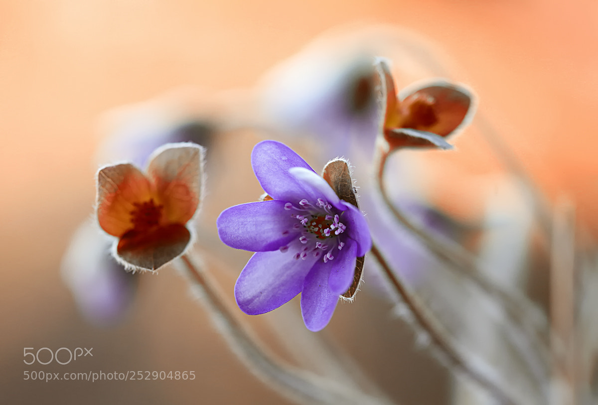 Canon EOS 5D Mark II sample photo. Hepatica nobilis photography