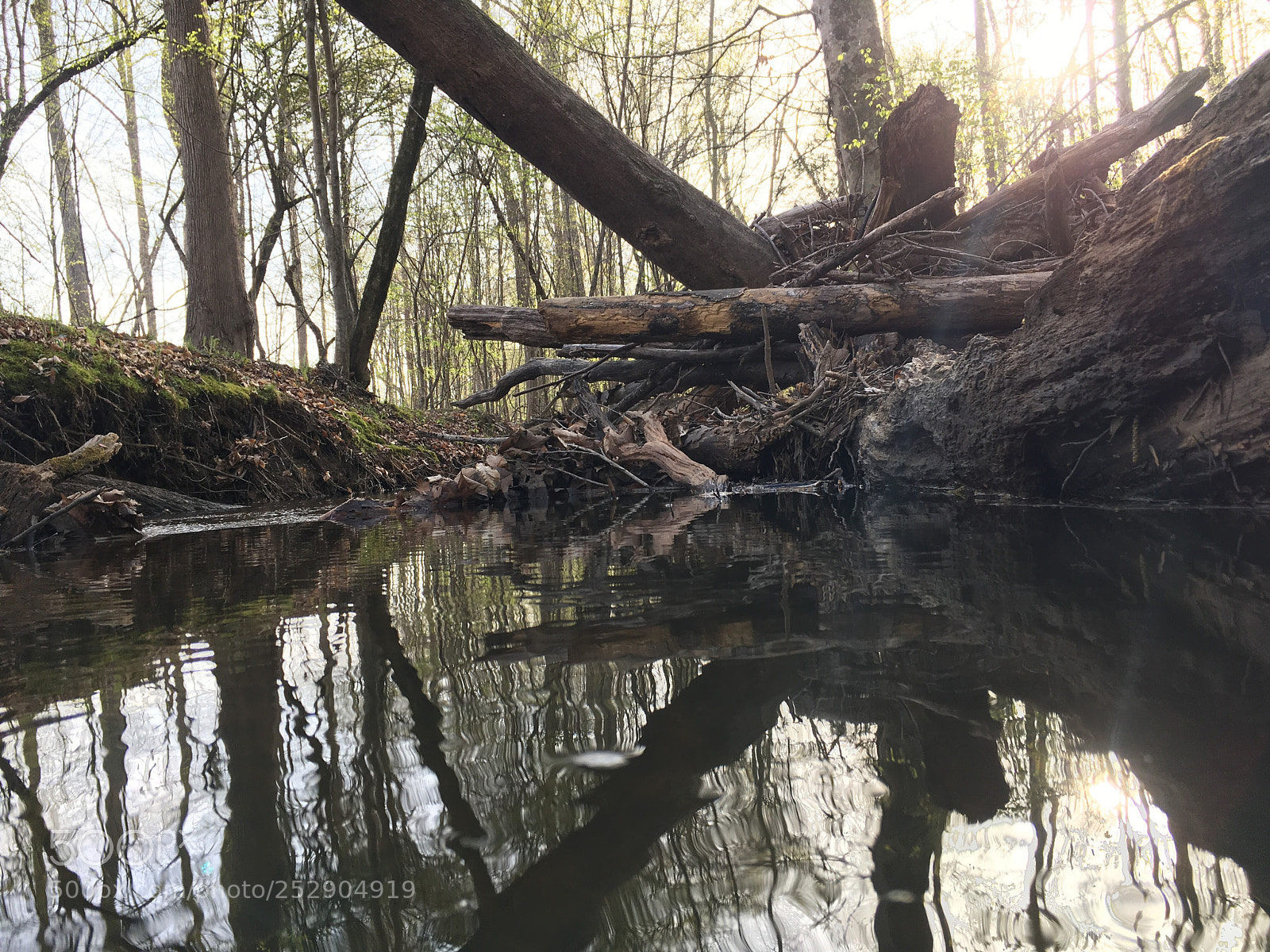 Apple iPhone SE sample photo. Magic of the forest photography