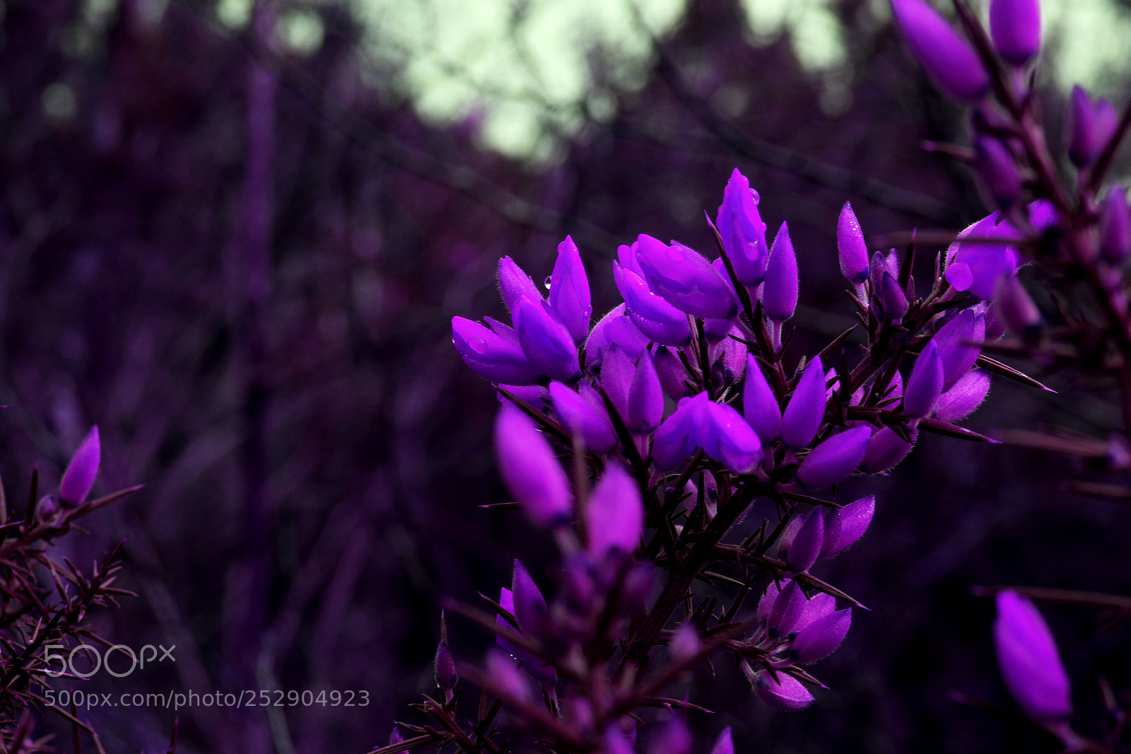 Canon EOS 700D (EOS Rebel T5i / EOS Kiss X7i) sample photo. Purp flower photography