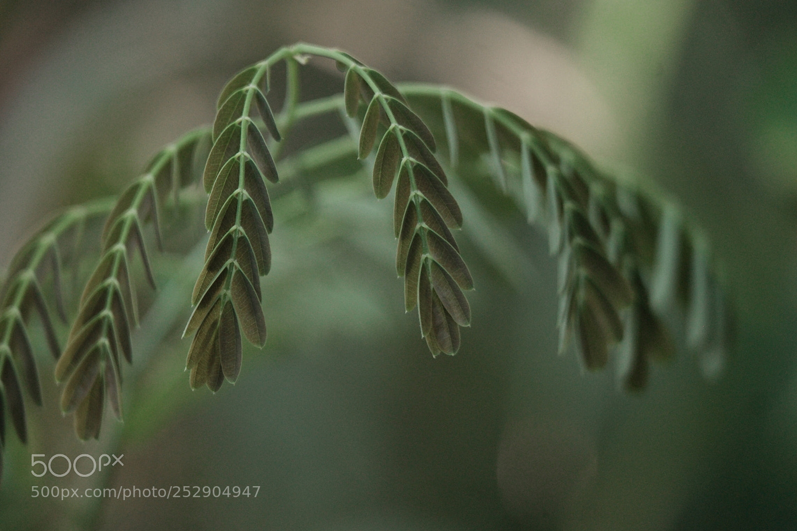 Samsung NX1 sample photo. Untitled photography