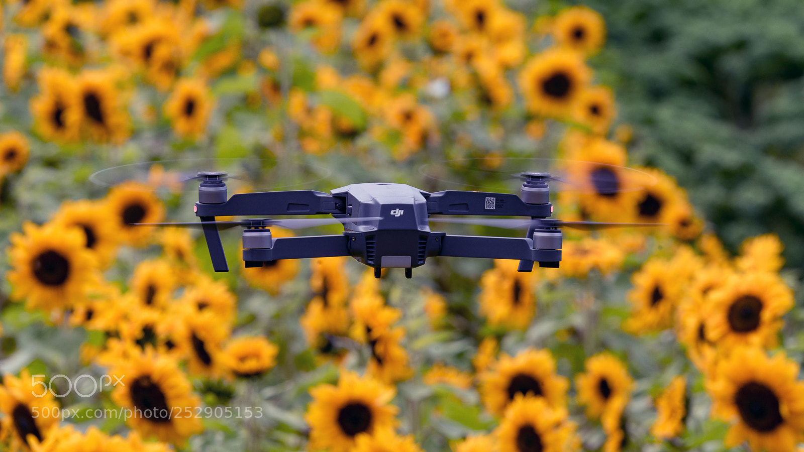 Sony a9 sample photo. Mavic dusting the sunflowers photography