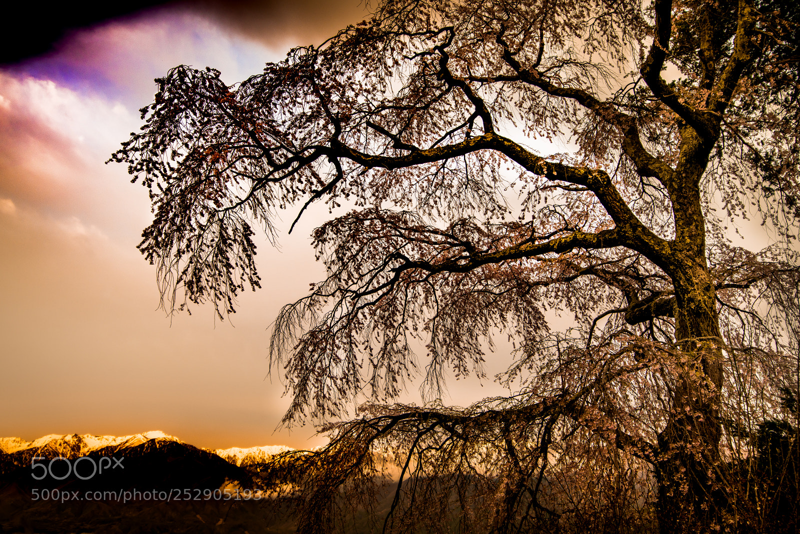 Nikon D800E sample photo. Elegant eventide photography