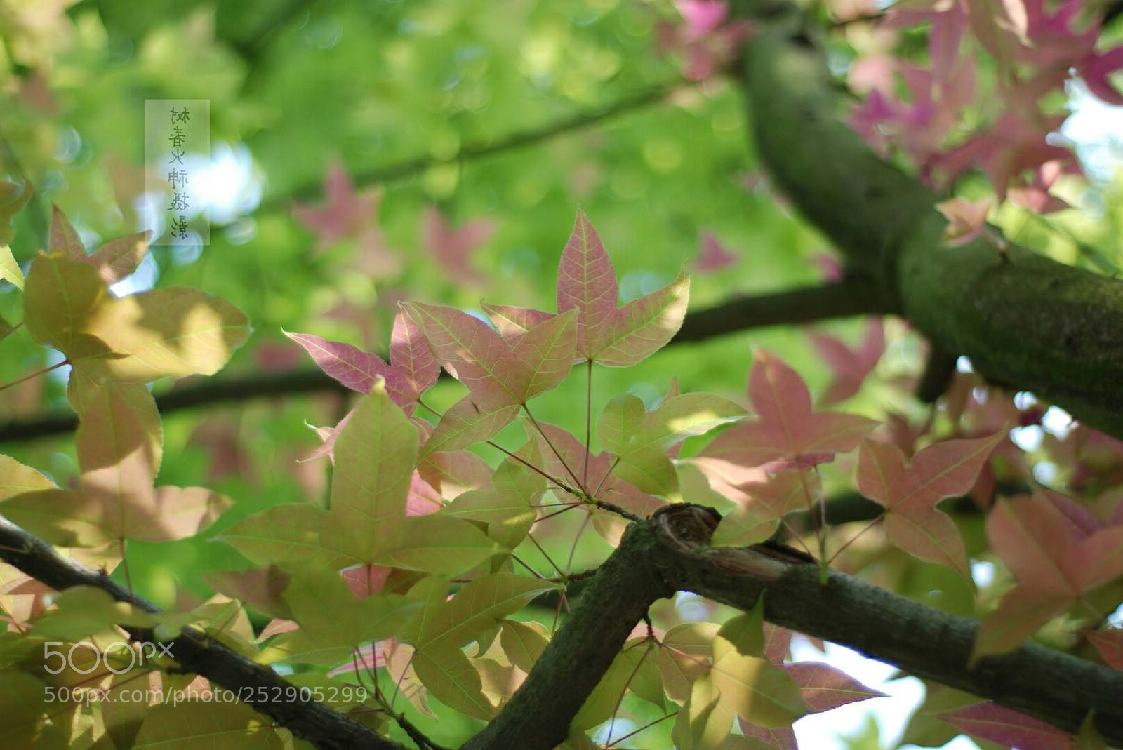 Nikon D80 sample photo. 叶子 photography
