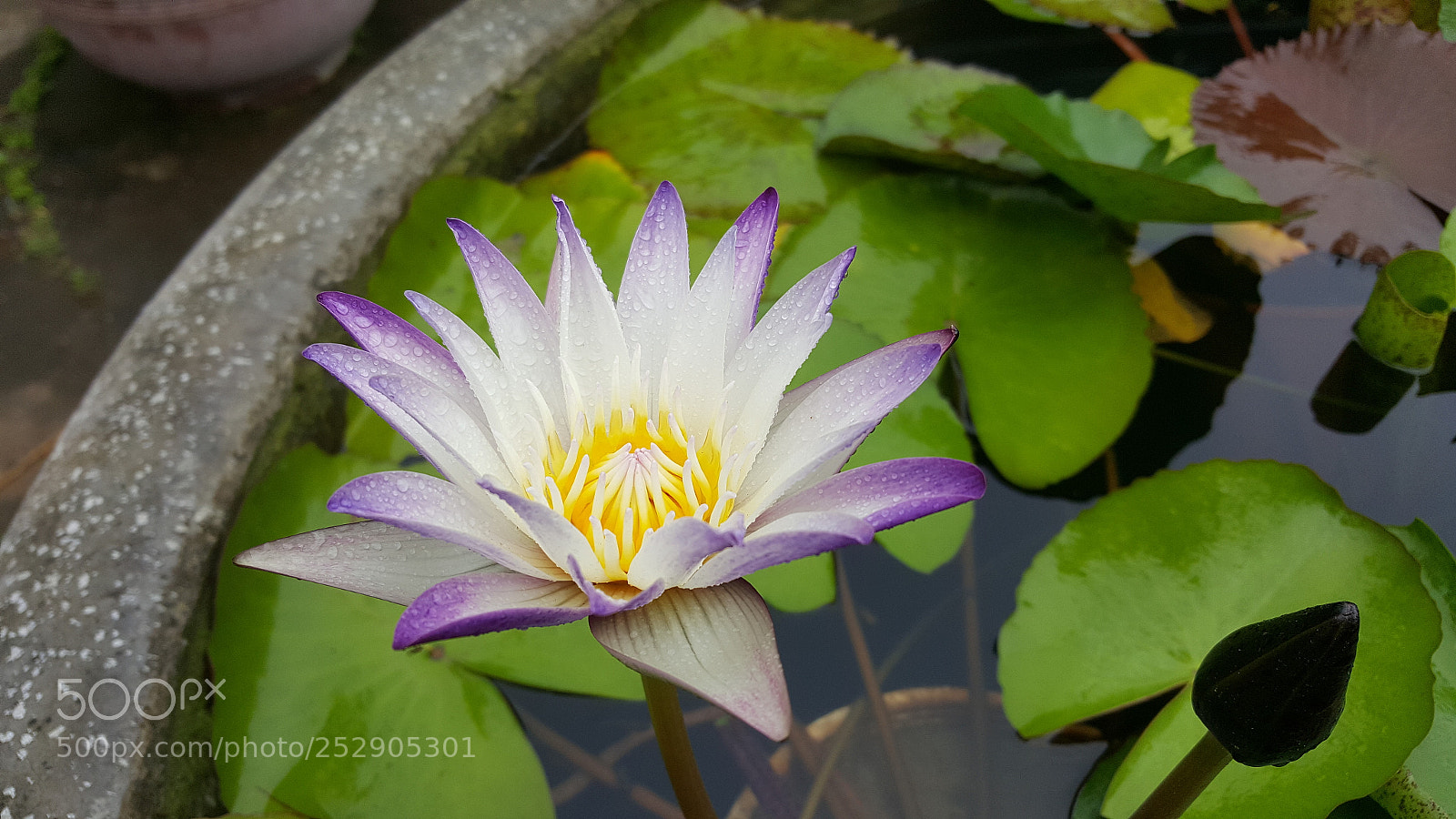 Samsung Galaxy Note5 sample photo. 20180223_091032.jpg photography