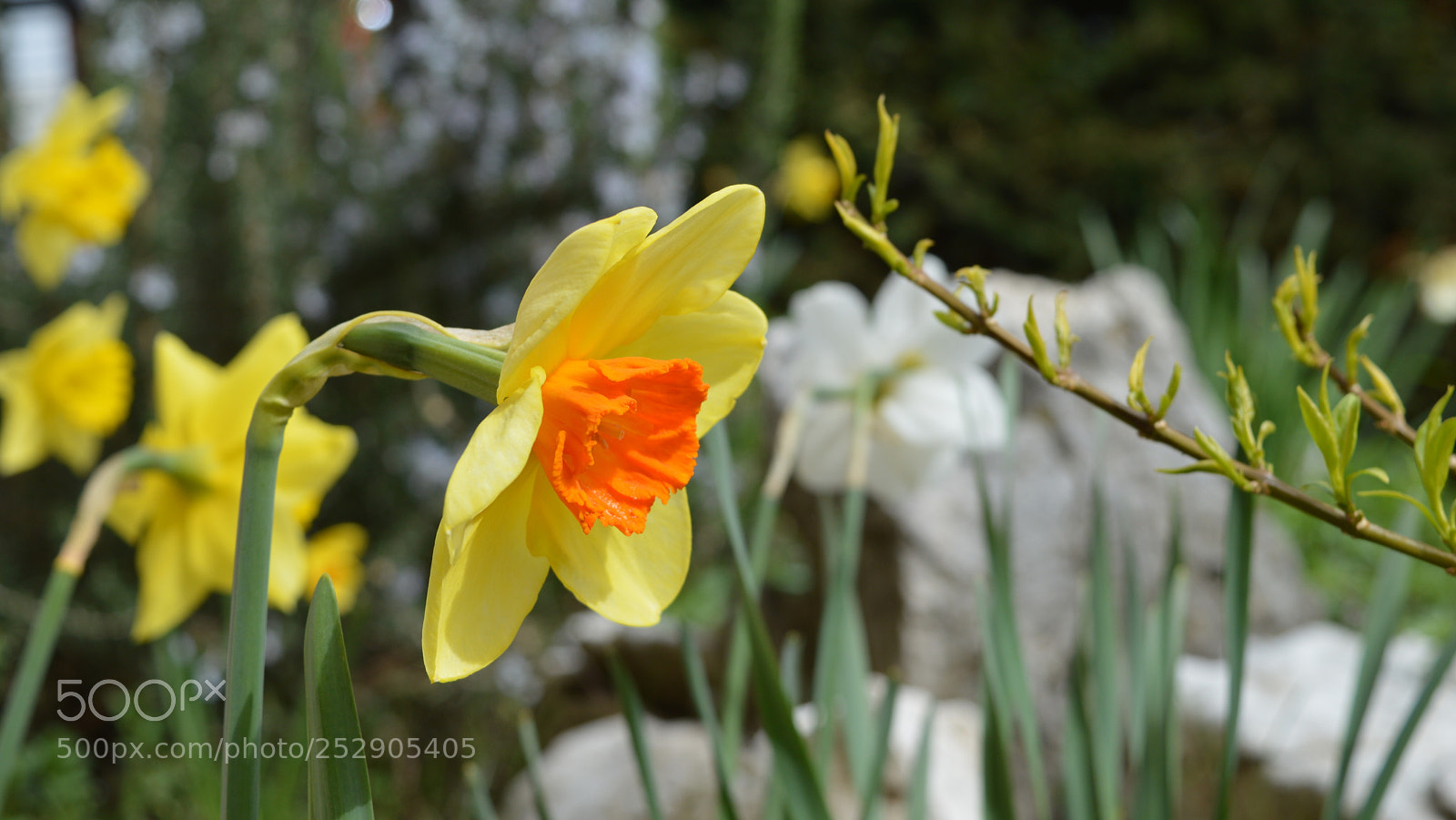 Nikon D3200 sample photo. 19.jpg photography
