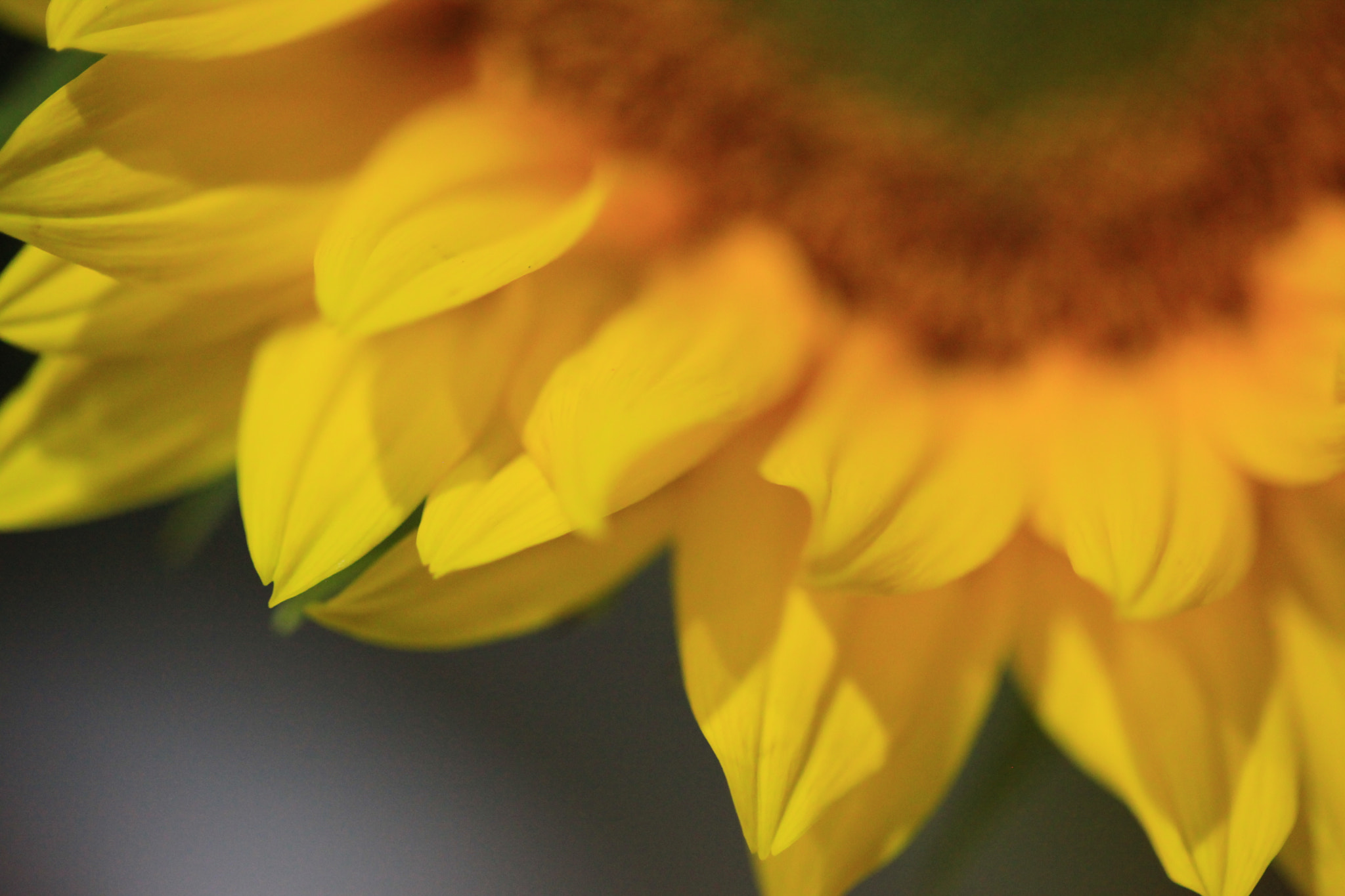 Canon EF 100mm F2.8 Macro USM sample photo. Img photography