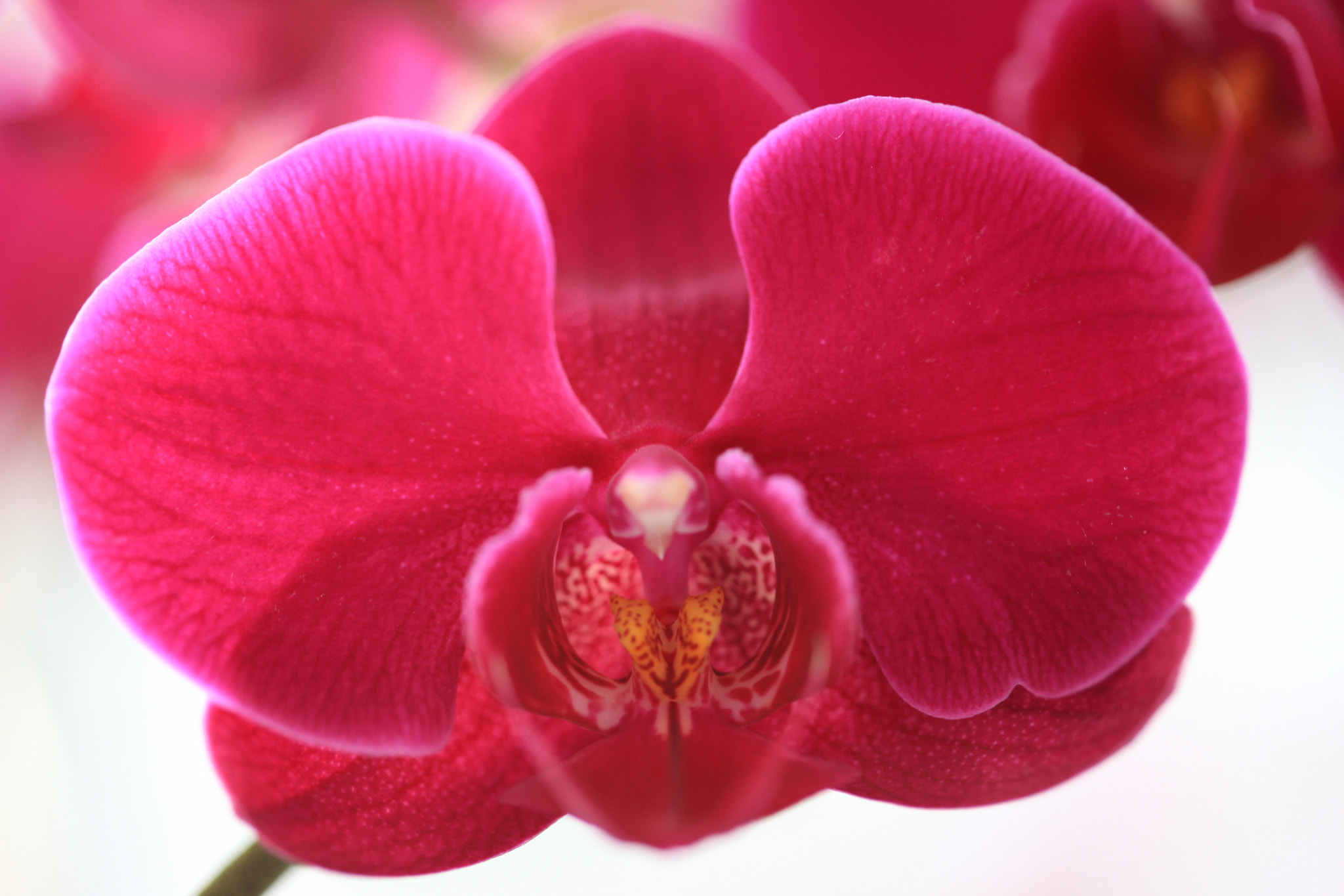 Canon EF 100mm F2.8 Macro USM sample photo. Img photography