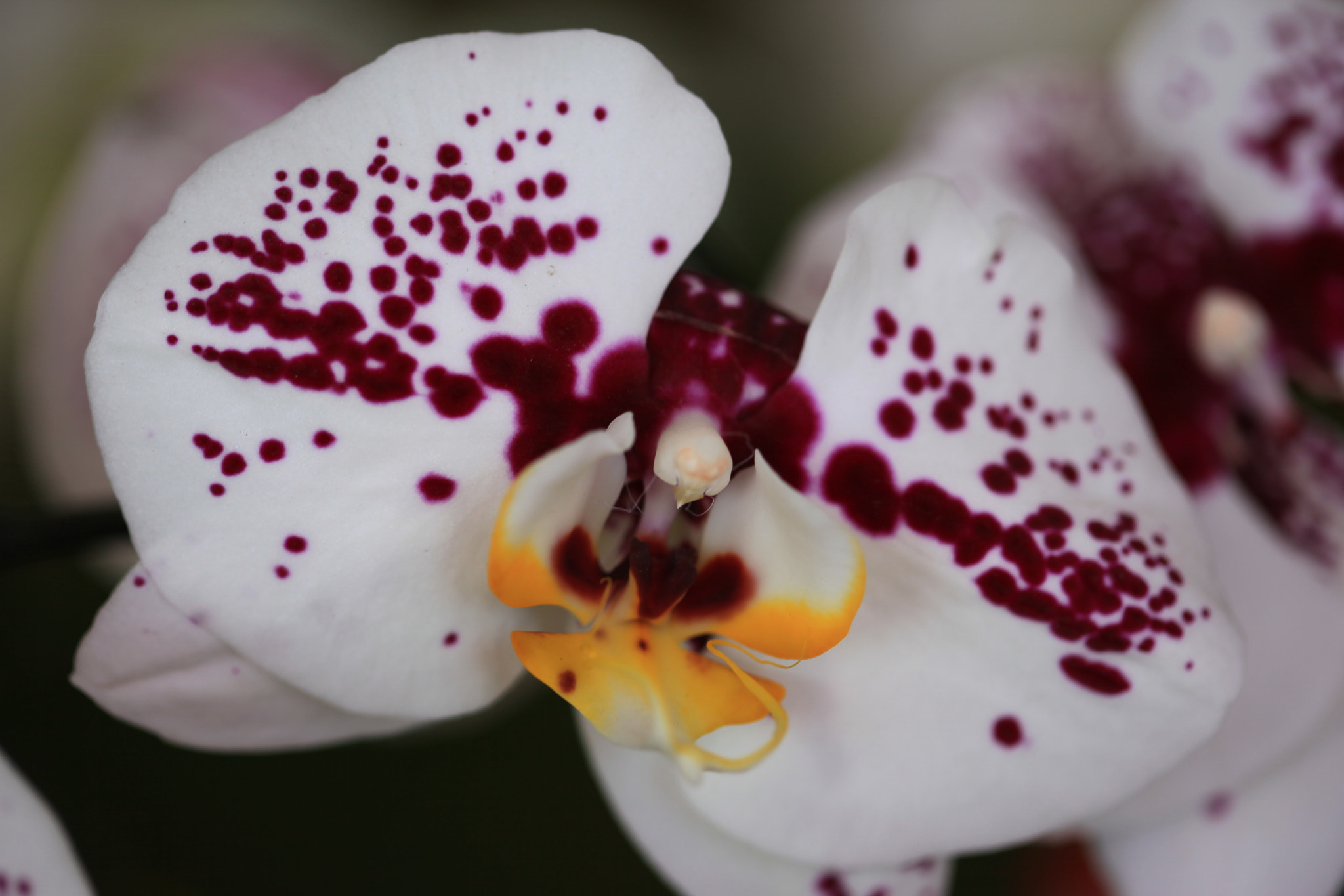 Canon EF 100mm F2.8 Macro USM sample photo. Img photography