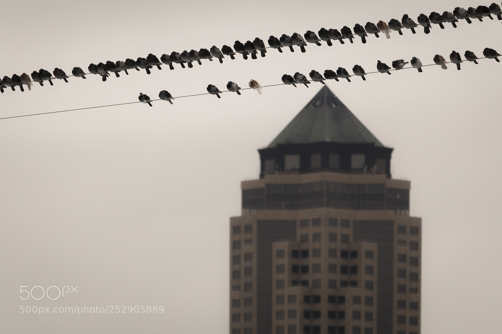 Canon EOS 70D sample photo. "birds on a wire" photography