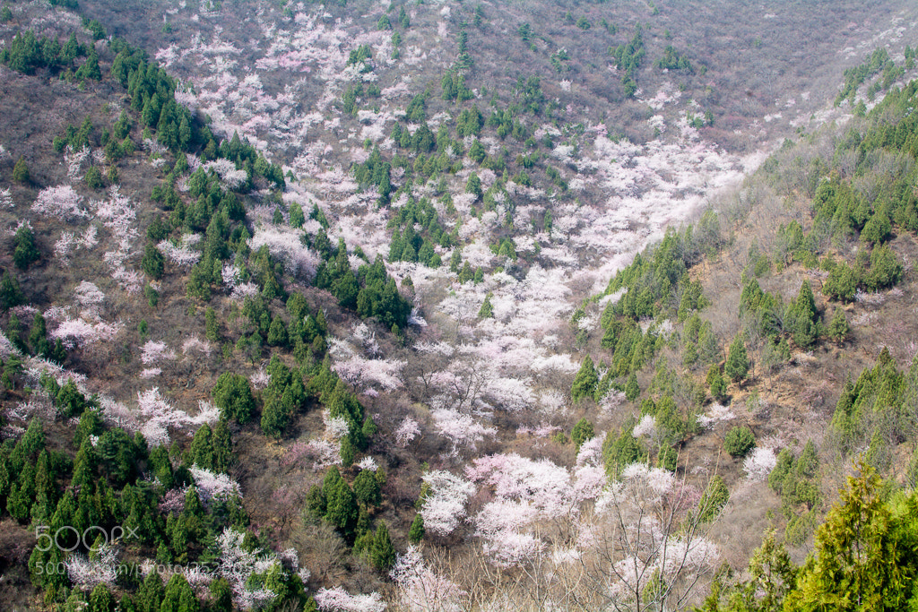 Nikon D7100 sample photo. 桃花开 photography