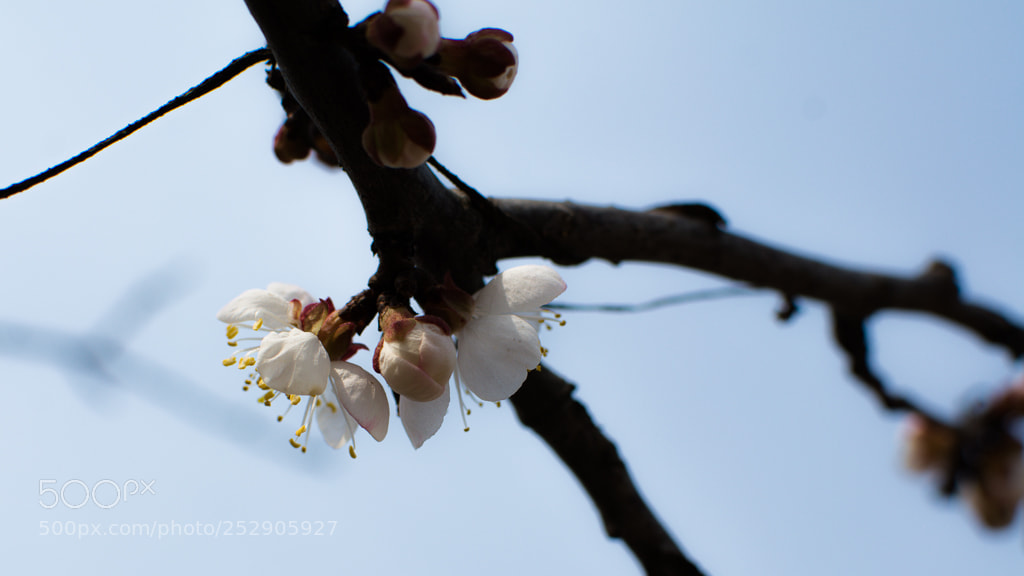 Nikon D7100 sample photo. 桃花开 photography
