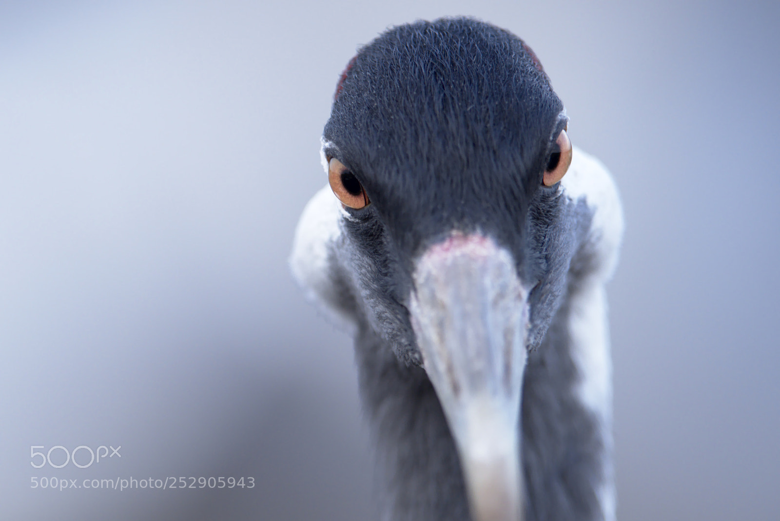 Nikon D810 sample photo. Crane #1 photography