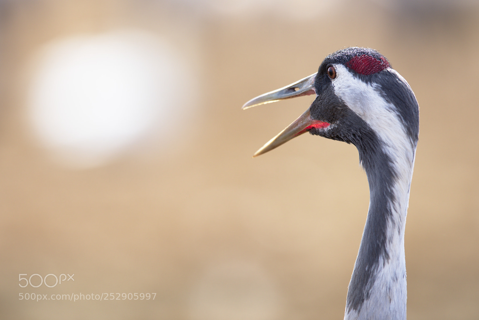 Nikon D810 sample photo. Crane #2 photography