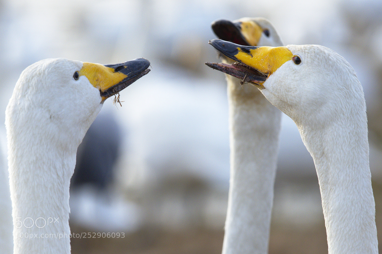 Nikon D500 sample photo. Whooper swan trio in photography