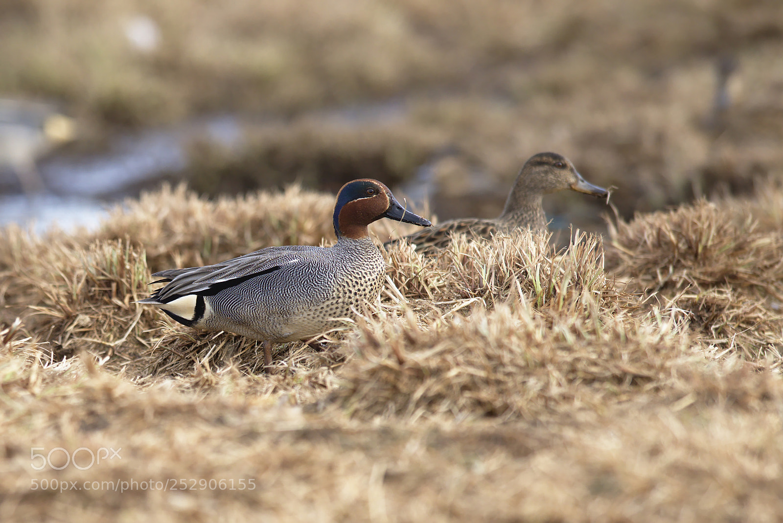Nikon D810 sample photo. Common teal photography