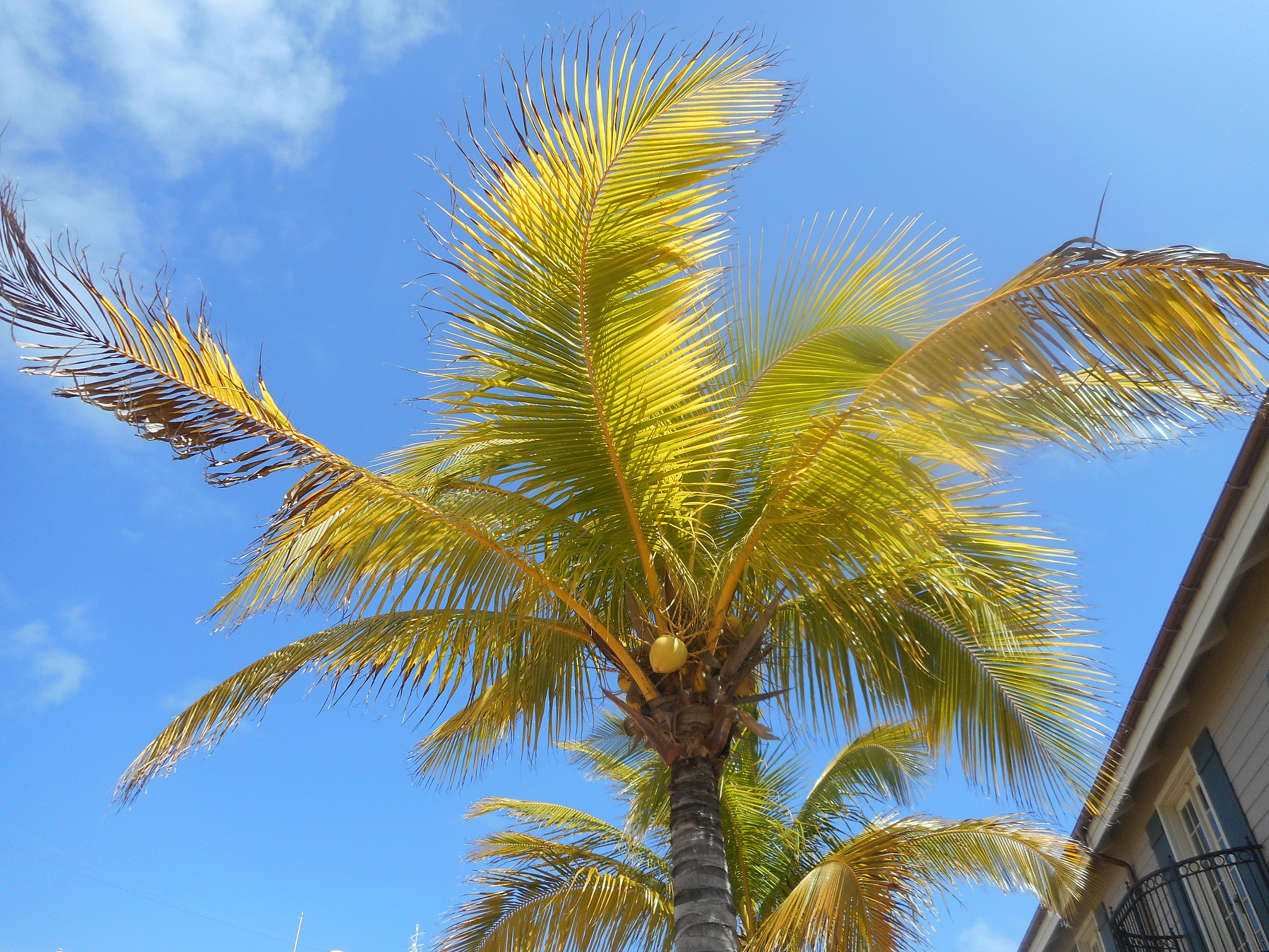Nikon Coolpix S3600 sample photo. Copy photography