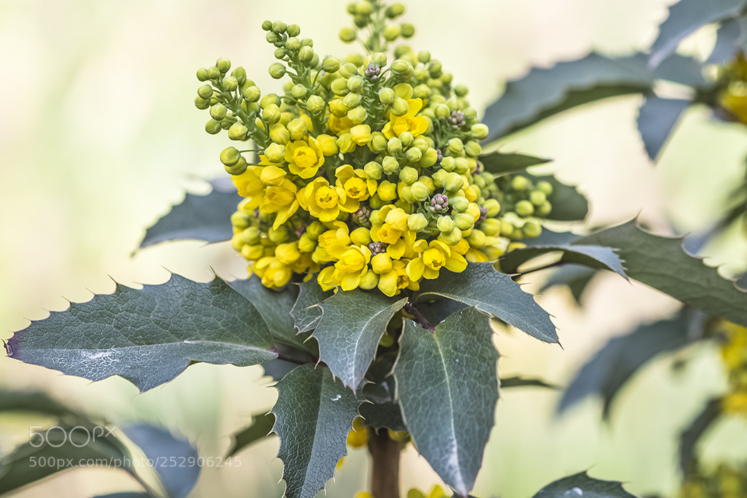 Canon EOS 80D sample photo. Магония photography